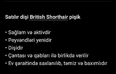 Britan, Dişi - şəkil 3