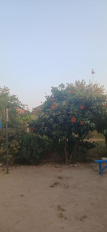 4 sot, Tikinti, Mülkiyyətçi, Kupça (Çıxarış) - şəkil 2