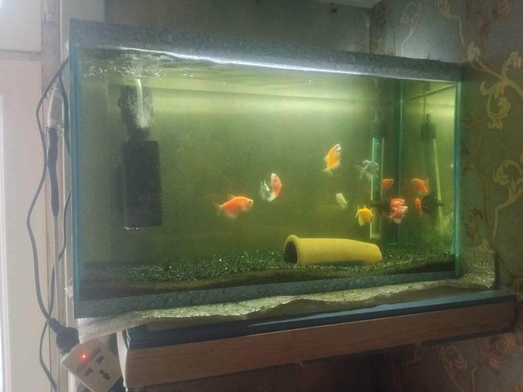 Baliq üçün Akvarium Satilir 2 ededir 150 lt ve 30 Lt Likdir Baliqlar