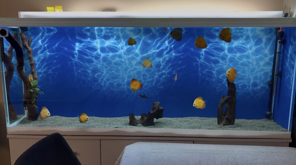 Akvarium-şkaf, Boş, 350 l, Ünvandan götürmə, Ödənişli çatdırılma