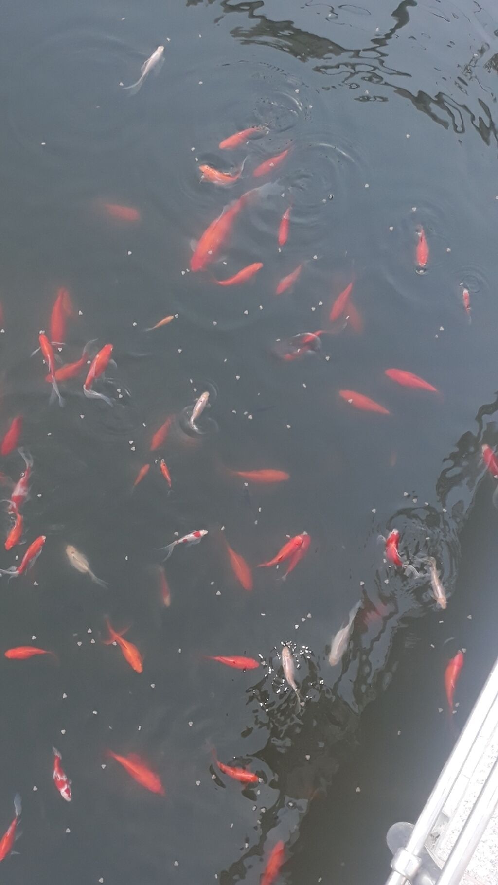 Yapon qizil baliqlari, hal hazirda hovoz seraitinde yasayirlar