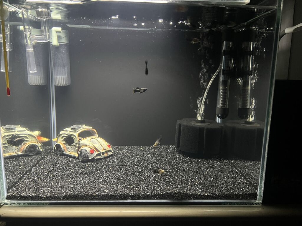 Dördbucaq akvarium, Balıqlarla birlikdə, 55 l, Ünvandan götürmə, Ödənişli çatdırılma