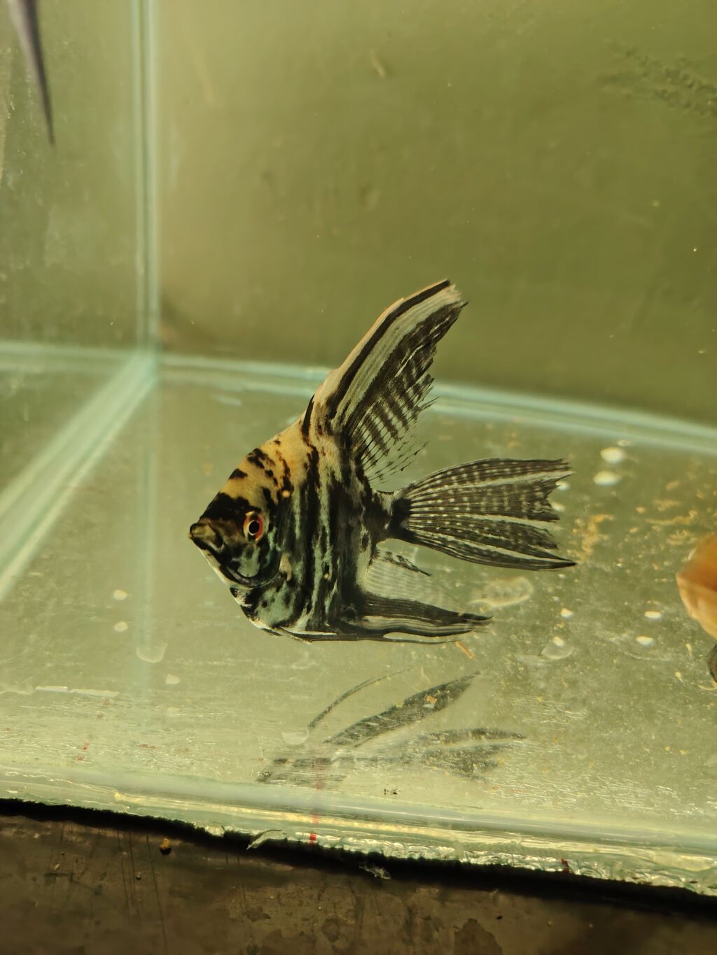 Məhsul: Akvarium üçün Skalyar balıqları (Pterophyllum scalare)