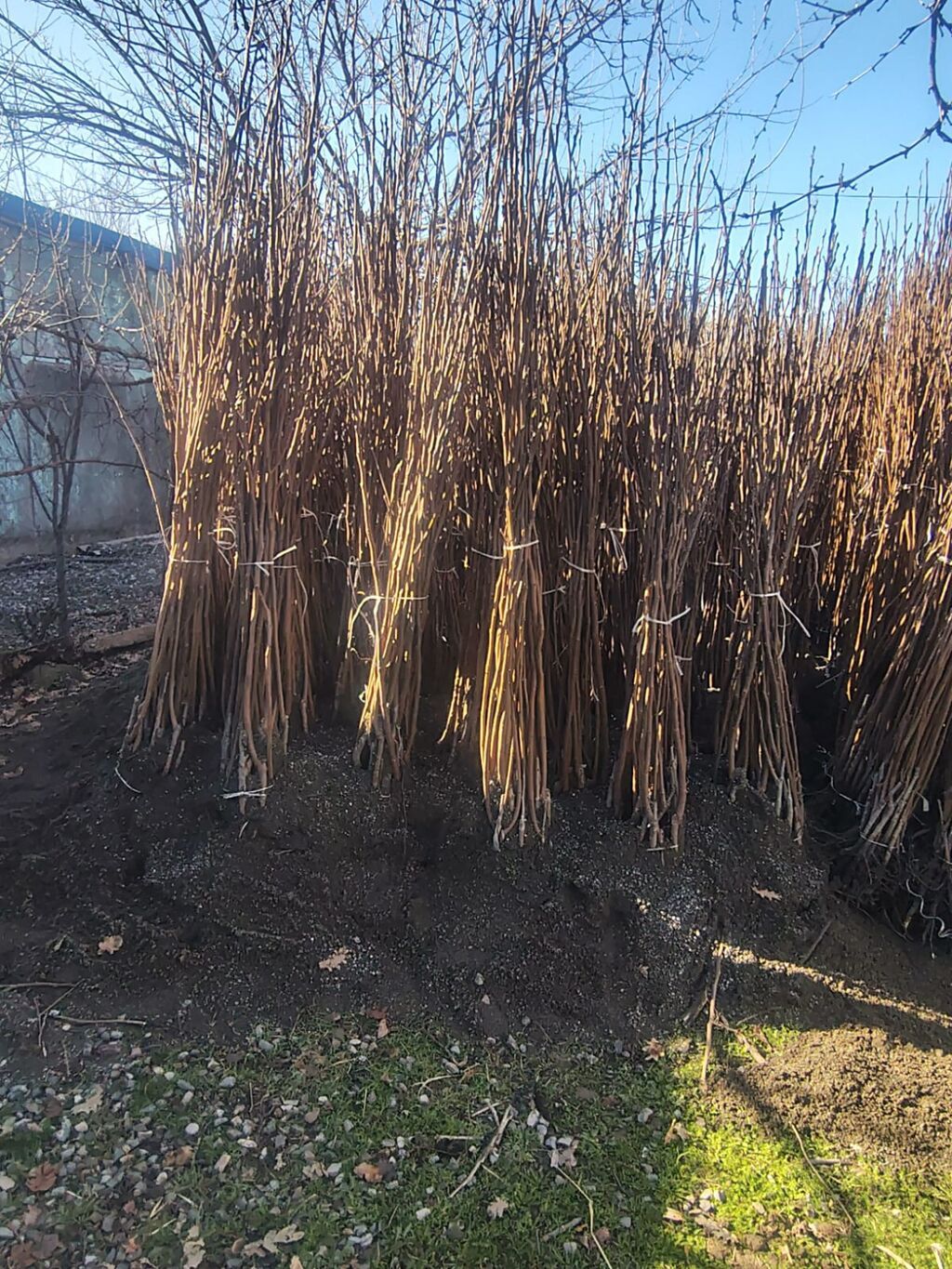 Xurma sisburun 15 min eded say 100% qarantu