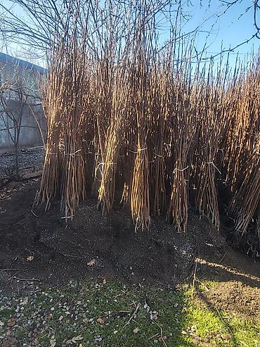 Xurma sisburun 15 min eded say 100% qarantu - şəkil 2