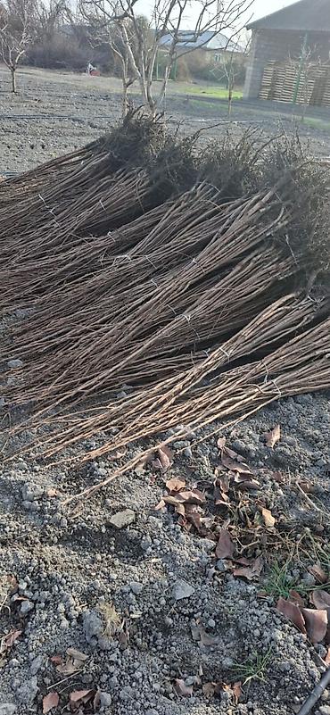 Xurma sisburun 15 min eded say 100% qarantu - şəkil 3