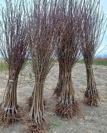 Xurma sisburun 15 min eded say 100% qarantu - şəkil 4