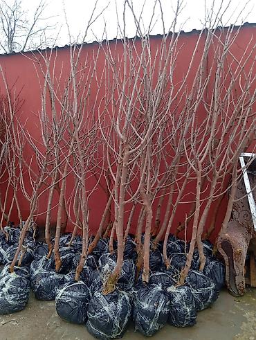 Xurma sisburun 15 min eded say 100% qarantu - şəkil 5