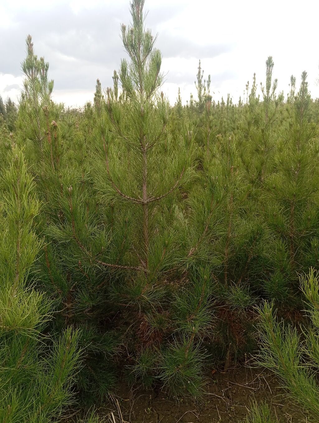 Şam (pine) tingləri – iynəyarpaq landşaft ağacı - Növ: Şam ağacı