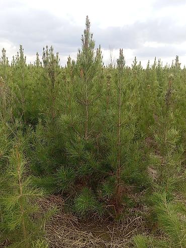 Şam (pine) tingləri – iynəyarpaq landşaft ağacı - Növ: Şam ağacı - şəkil 2