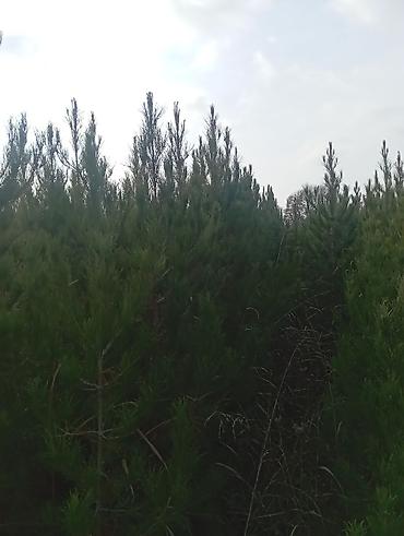 Şam (pine) tingləri – iynəyarpaq landşaft ağacı - Növ: Şam ağacı - şəkil 3