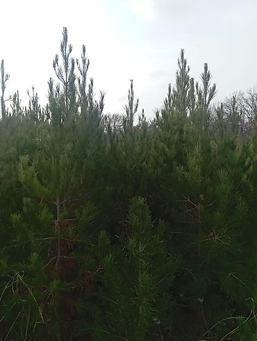 Şam (pine) tingləri – iynəyarpaq landşaft ağacı - Növ: Şam ağacı - şəkil 4