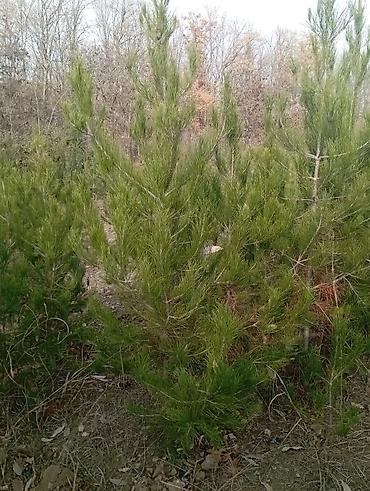 Şam (pine) tingləri – iynəyarpaq landşaft ağacı - Növ: Şam ağacı - şəkil 5