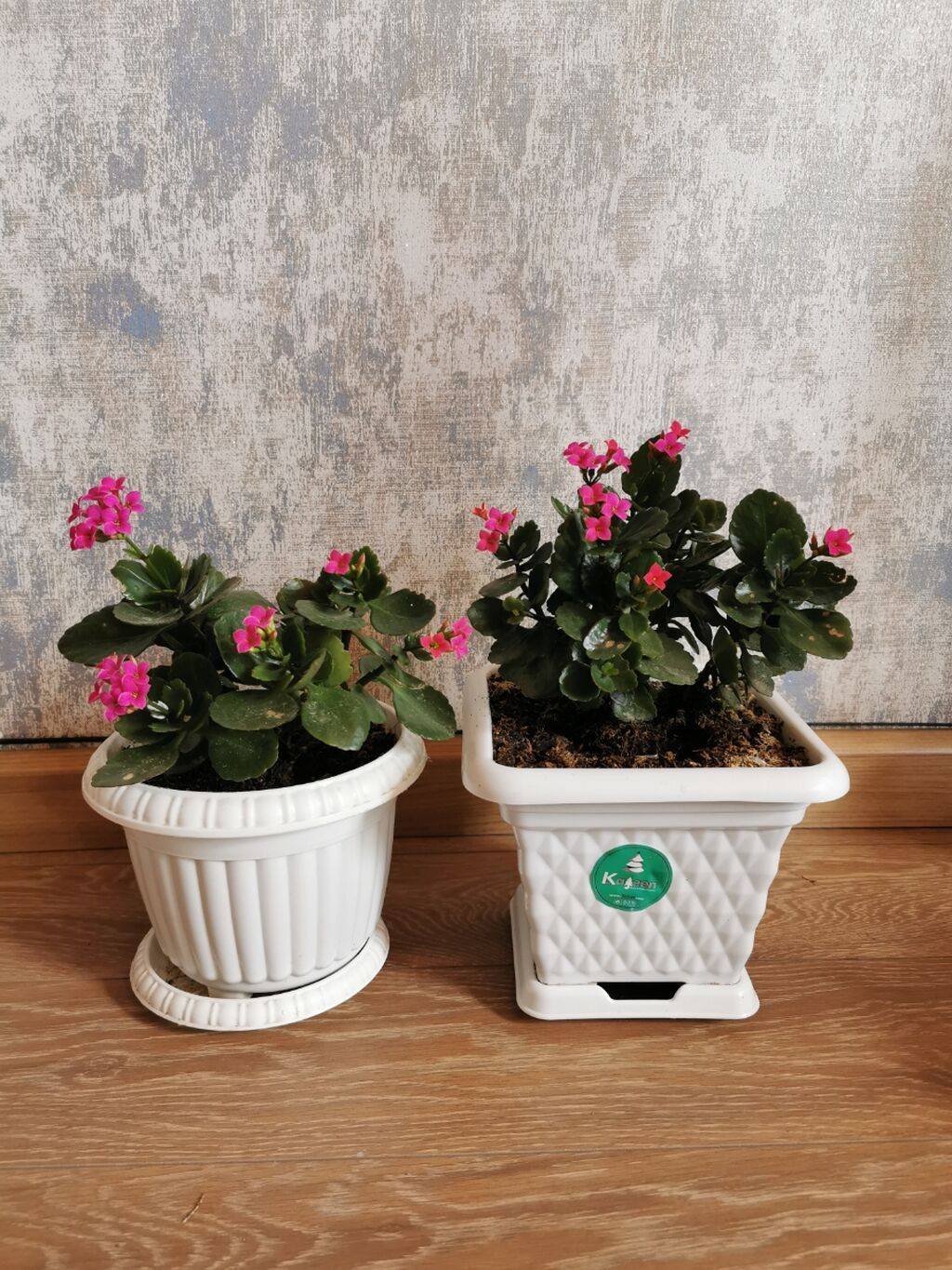 Kalanchoe - qabla birlikdə satılır. Qiymet bir dənəsine aiddir. Sağlam