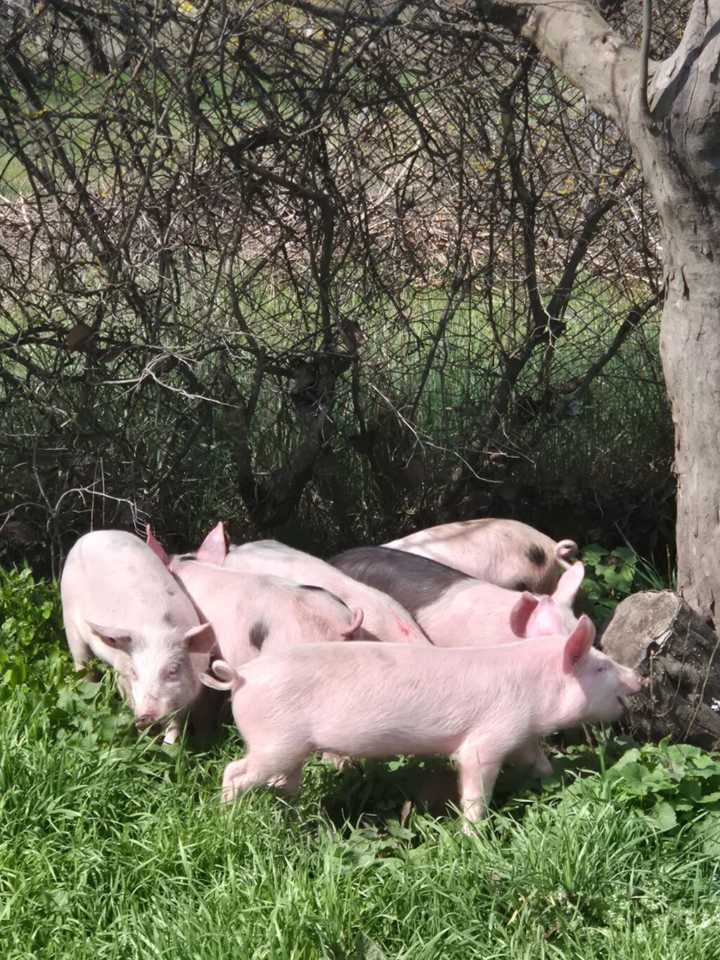 2.5 aylıq tecili pul lazımdı deye satılır . bütün vaksinler olunub