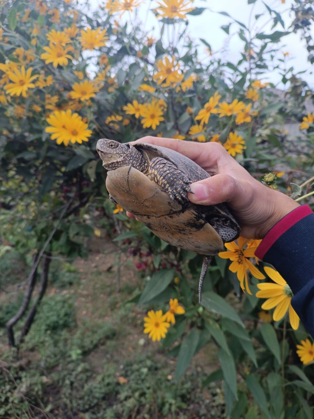 Salam su tısbağası satılır təzə qış yuxusundan oyanıb,vp ilə əlaqə