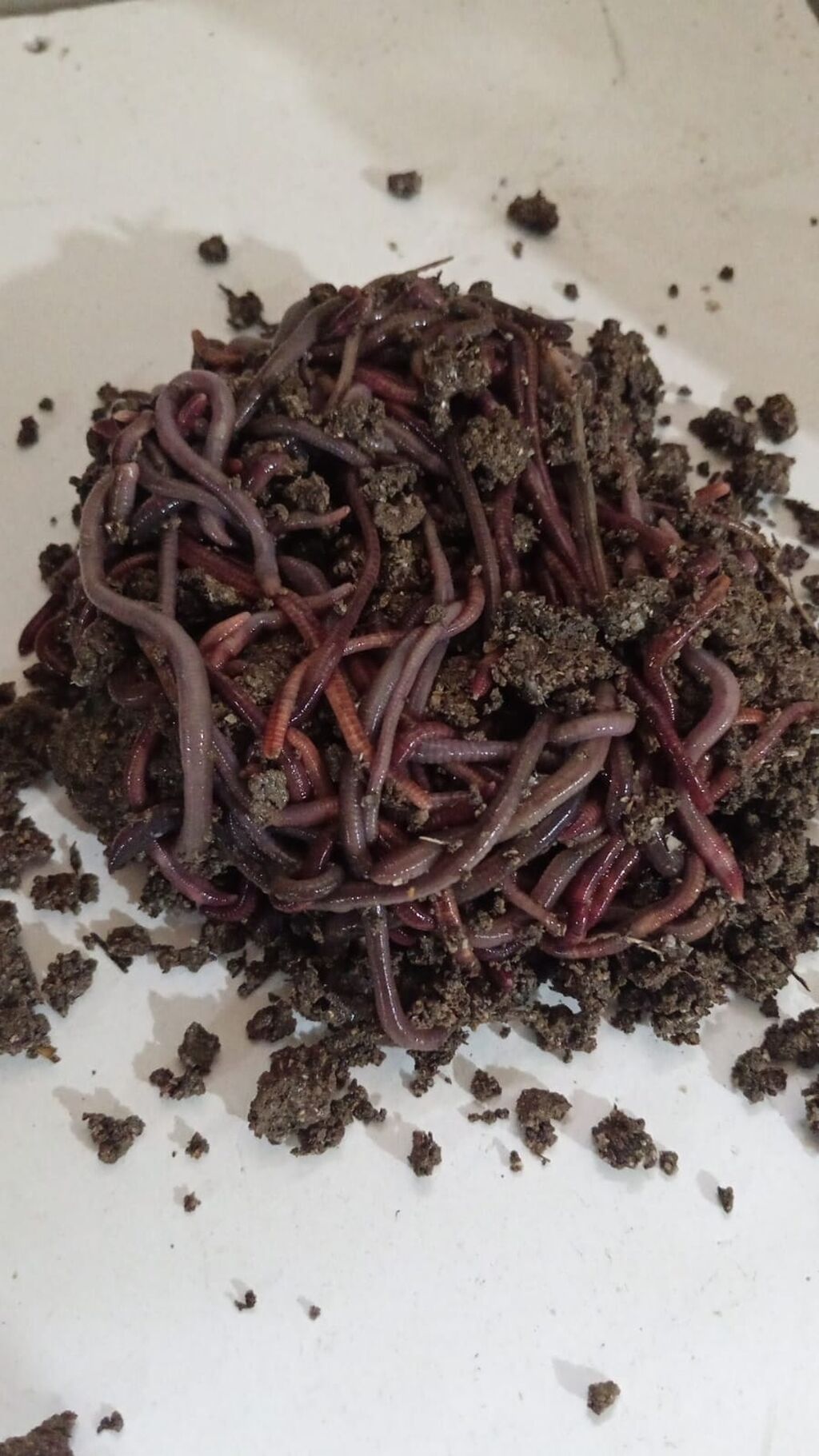 TORPAQ QURDU VAR SATIŞDA 100 EDED 10 AZN.UNVAN: BİLGƏH, KURDEXANI