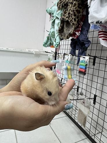 Suriya hamsteri 5 m - şəkil 3