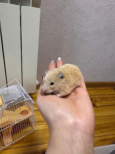 Xamyak və Qəfəsi satılır, paçkada yemi və yekə apilkasıda verilir - şəkil 3