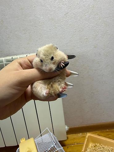 Xamyak və Qəfəsi satılır, paçkada yemi və yekə apilkasıda verilir - şəkil 5