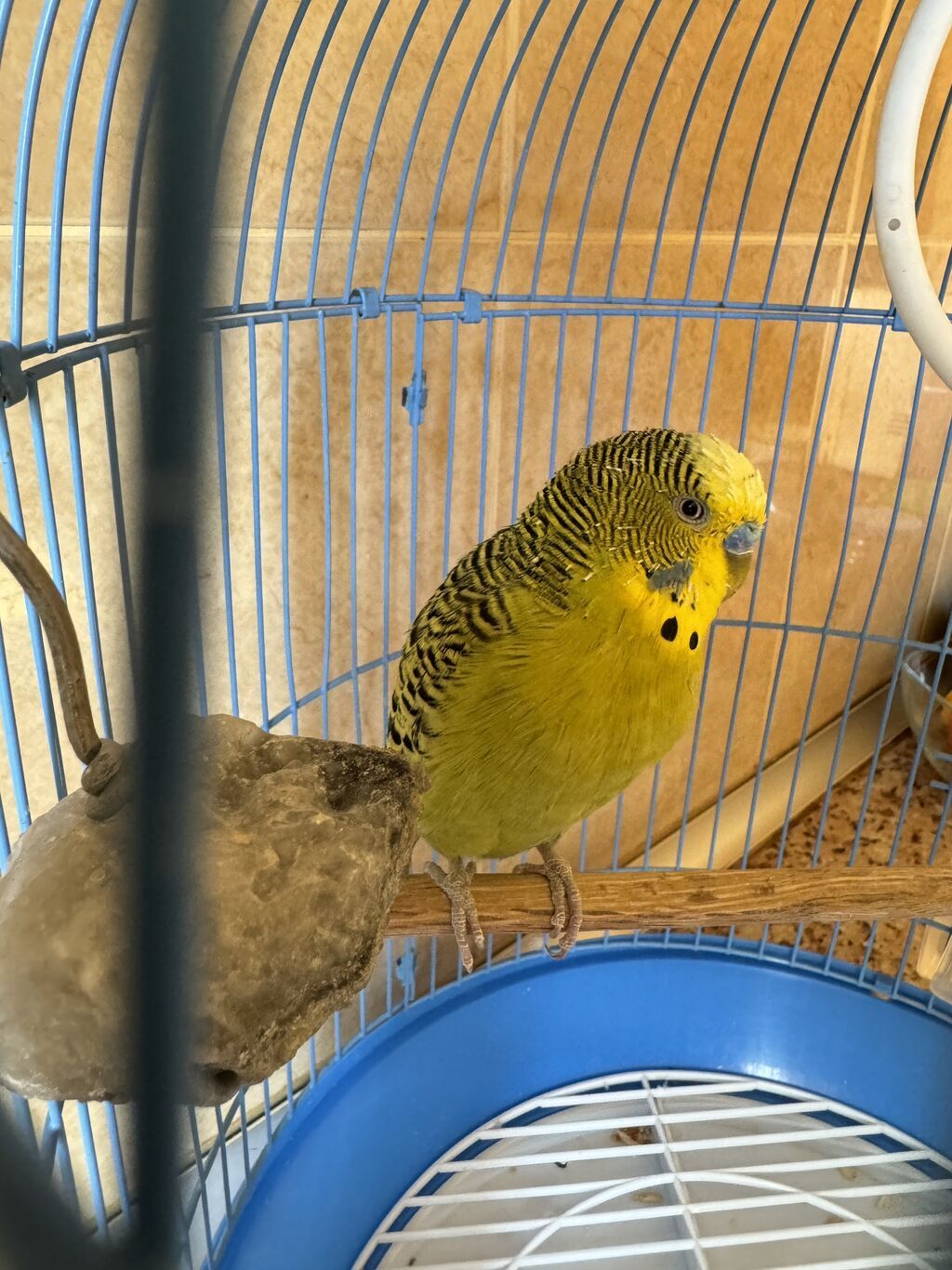 Məhsul: Sarı-yaşıl dalmatin naxışlı büdcür (dalğalı tutuquşu) və qəfəs