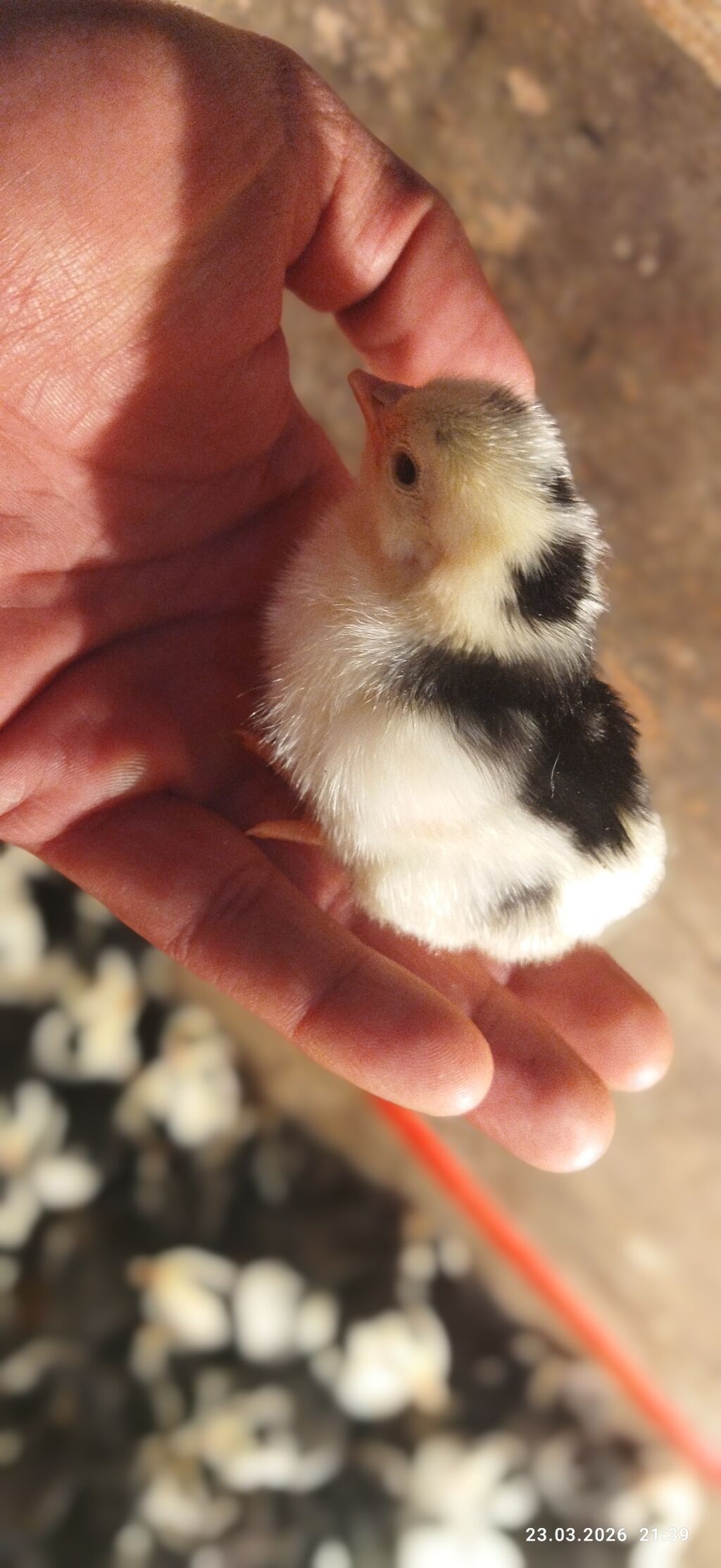 Toyuq, Damazlıq, Ünvandan götürmə, Ödənişli çatdırılma