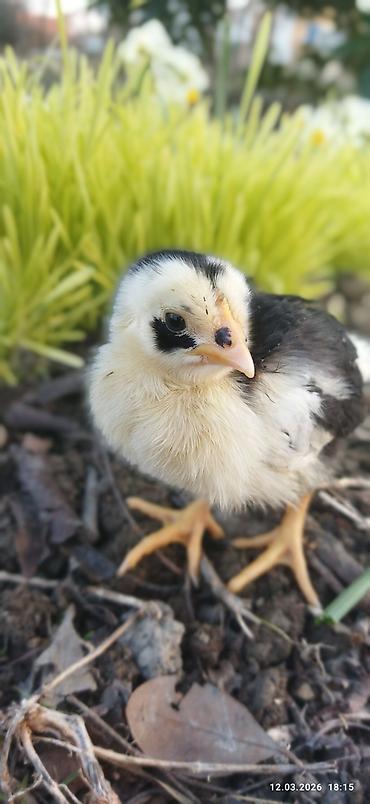Toyuq, Damazlıq, Ünvandan götürmə, Ödənişli çatdırılma - şəkil 2