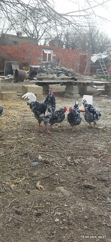 Toyuq, Damazlıq, Ünvandan götürmə, Ödənişli çatdırılma - şəkil 4