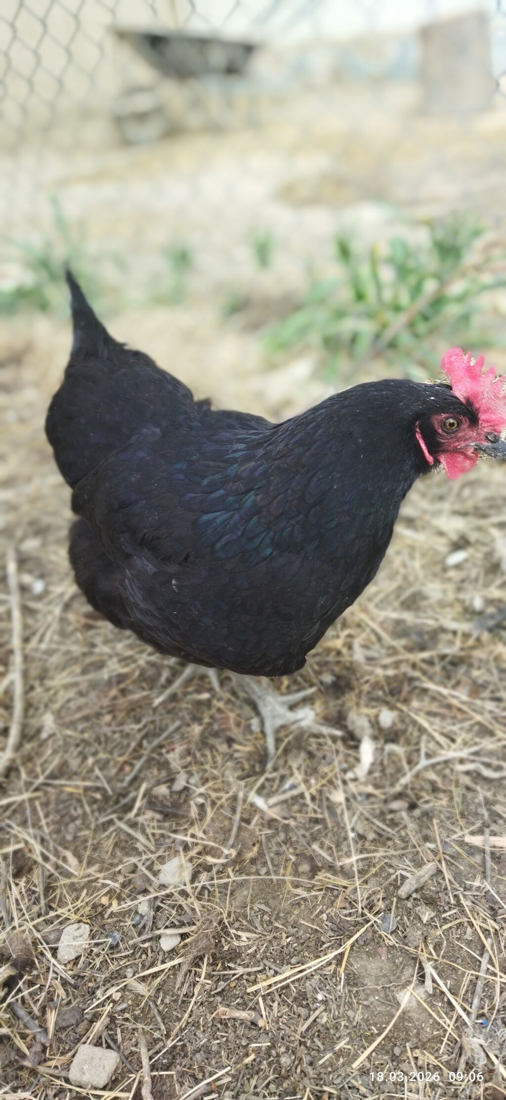 Toyuq, Yumurtalıq, Ödənişli çatdırılma