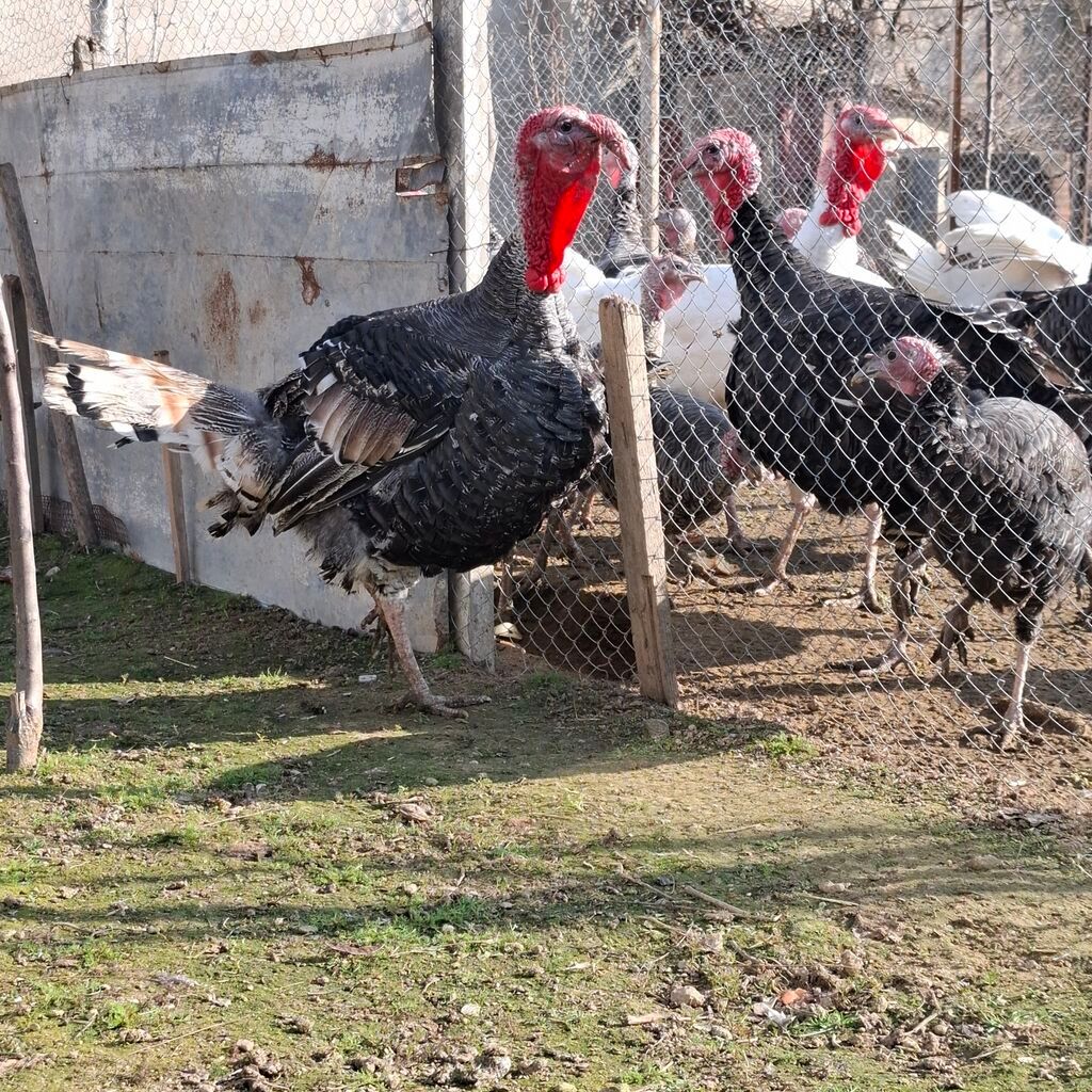 Erkək, Amerika, Damazlıq, Ünvandan götürmə