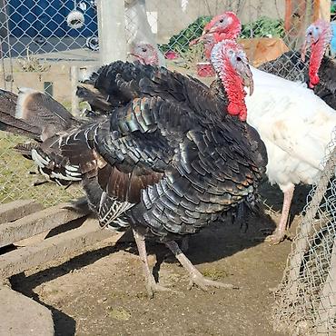 Erkək, Amerika, Damazlıq, Ünvandan götürmə - şəkil 2