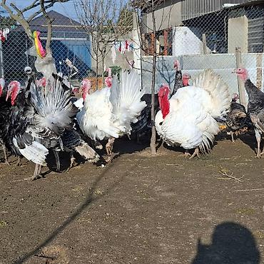 Erkək, Amerika, Damazlıq, Ünvandan götürmə - şəkil 3