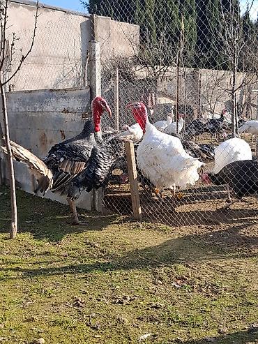 Erkək, Amerika, Damazlıq, Ünvandan götürmə - şəkil 4