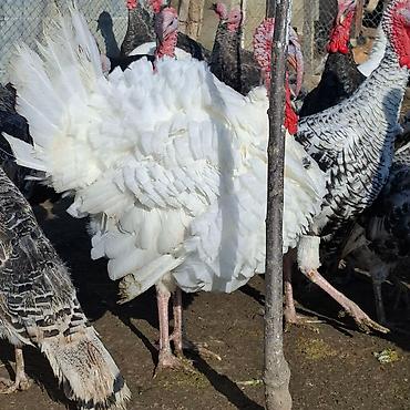 Erkək, Amerika, Damazlıq, Ünvandan götürmə - şəkil 5