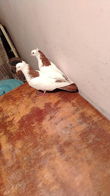 Növ: Bəzək göyərçinləri (cüt) Rəng: Ağ bədən, qəhvəyi baş-boyun - şəkil 2