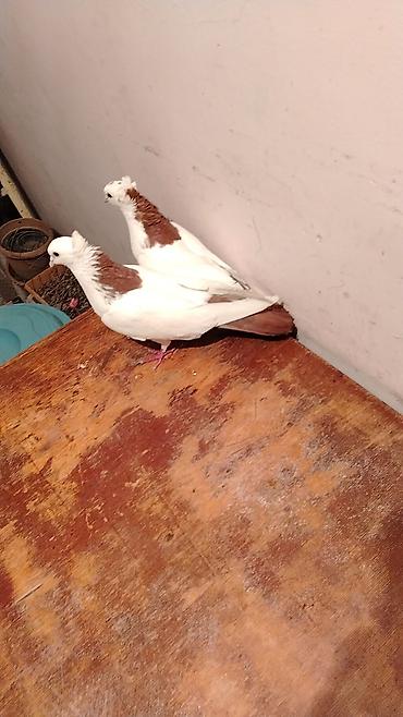 Növ: Bəzək göyərçinləri (cüt) Rəng: Ağ bədən, qəhvəyi baş-boyun - şəkil 3