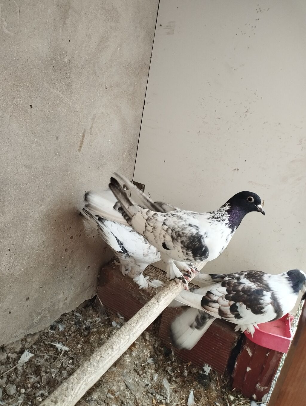 Növ: Ev göyərçinləri (bəzək və uçuş üçün) Rəng və naxış: Ağ əsaslı