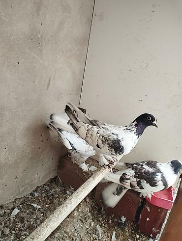 Növ: Ev göyərçinləri (bəzək və uçuş üçün) Rəng və naxış: Ağ əsaslı - şəkil 2