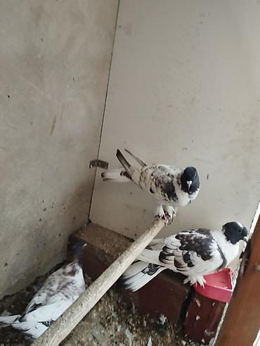 Növ: Ev göyərçinləri (bəzək və uçuş üçün) Rəng və naxış: Ağ əsaslı - şəkil 3