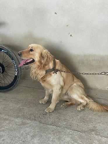 Retriever, Erkek - şəkil 2