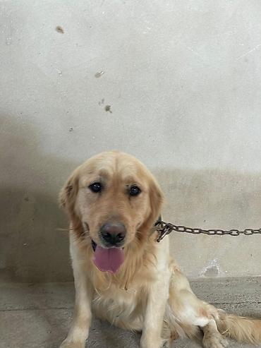 Retriever, Erkek - şəkil 3