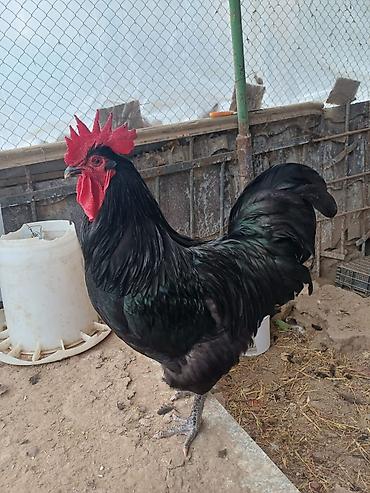 Avstralorp toyuqlarin mayali yumurtalari satilir - Cins: Qara - şəkil 4