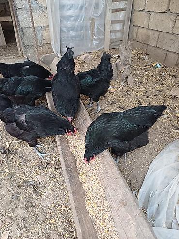 Avstralorp toyuqlarin mayali yumurtalari satilir - Cins: Qara - şəkil 5