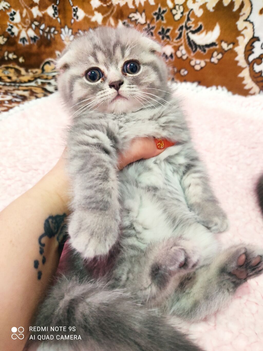 Şotland yastı qulaq, Erkək, Dişi, Yaxşı əllərə, Ünvandan götürmə