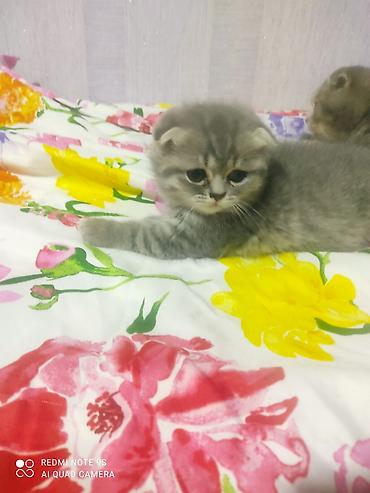 Şotland yastı qulaq, Erkək, Dişi, Yaxşı əllərə, Ünvandan götürmə - şəkil 2