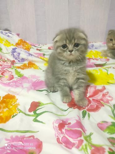 Şotland yastı qulaq, Erkək, Dişi, Yaxşı əllərə, Ünvandan götürmə - şəkil 4