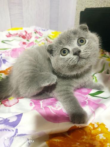 Şotland yastı qulaq, Erkək, Dişi, Yaxşı əllərə, Ünvandan götürmə - şəkil 5