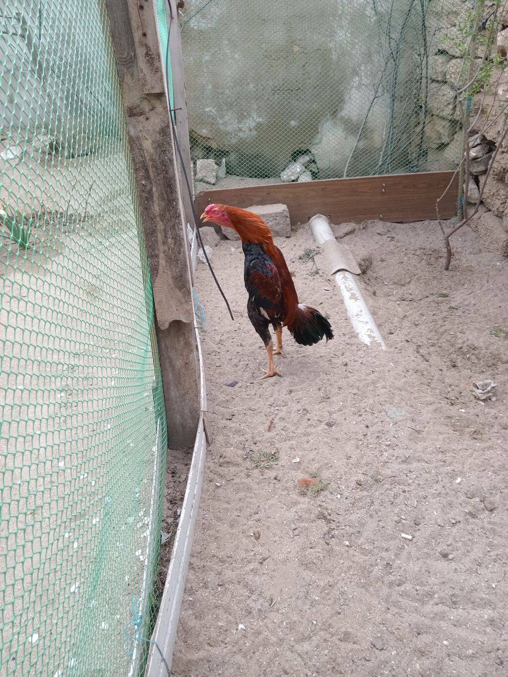 Salam heyrati satilir 9 ay tamiz turk das pipiy cinsdi bater yoxdu