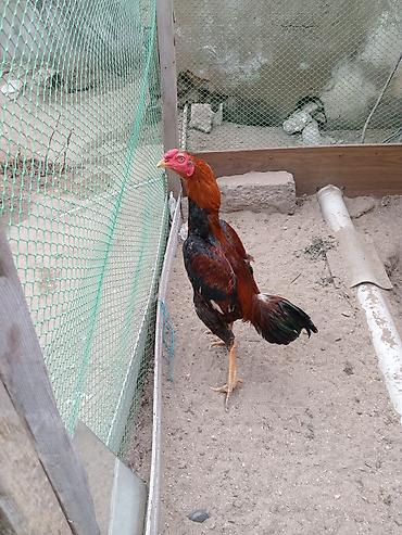 Salam heyrati satilir 9 ay tamiz turk das pipiy cinsdi bater yoxdu - şəkil 3