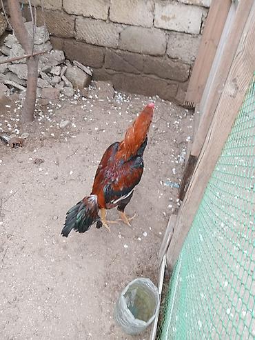 Salam heyrati satilir 9 ay tamiz turk das pipiy cinsdi bater yoxdu - şəkil 4